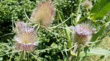 Dipsacus fullonum