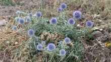 Echinops ritro