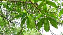 Elaeocarpus ganitrus