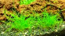 Eleocharis parvula