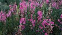 Epilobium angustifolium