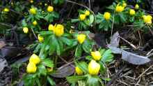 Eranthis hyemalis