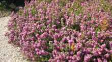 Erica carnea