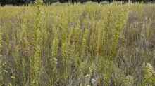 Erigeron canadensis