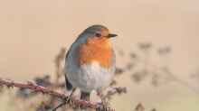 Erithacus rubecula