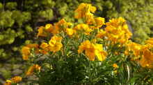 Erysimum cheiri