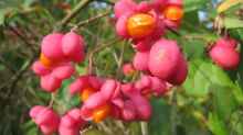 Euonymus europaeus