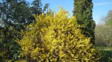 Forsythia x intermedia