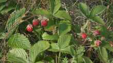 Fragaria