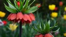 Fritillaria imperialis