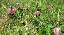 Fritillaria meleagris