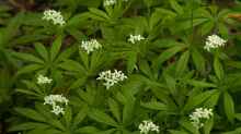 Galium odoratum