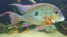 Geophagus brachybranchus