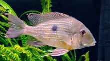 Geophagus