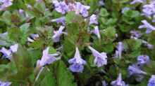 Glechoma hederacea