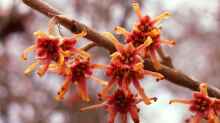 Hamamelis