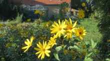 Helianthus tuberosus