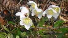 Helleborus niger