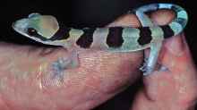 Hemidactylus fasciatus