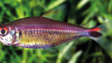 Hemigrammus rubrostriatus