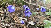 Hepatica nobilis