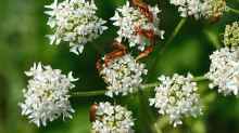 Heracleum sphondylium