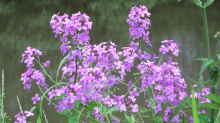 Hesperis matronalis