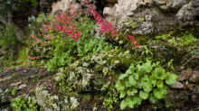 Heuchera sanguinea