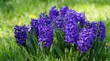 Hyacinthus