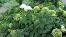 Hydrangea arborescens