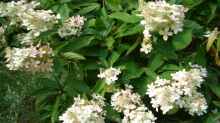 Hydrangea paniculata