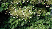 Hydrangea petiolaris