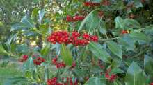 Ilex aquifolium