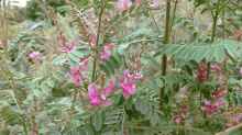 Indigofera heterantha