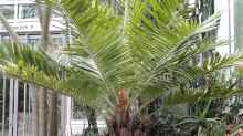 Jubaea chilensis