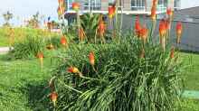 Kniphofia uvaria