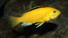 Labidochromis