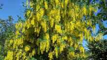 Laburnum anagyroides