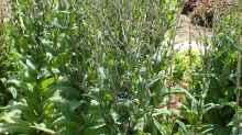 Lactuca sativa var. angustana