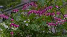 Lamprocapnos spectabilis