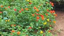 Lantana camara