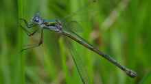 Lestes sponsa