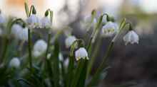 Leucojum vernum