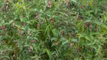 Leycesteria formosa