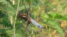 Libellula depressa