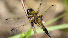 Libellula quadrimaculata