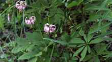 Lilium martagon