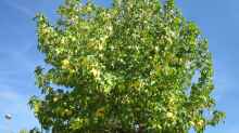 Liquidambar styraciflua