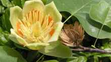 Liriodendron tulipifera