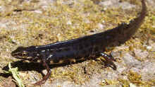 Lissotriton vulgaris